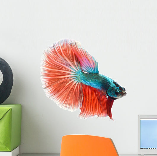 Halfmoon Betta Fish Wall Decal