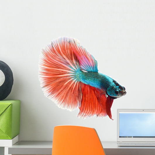 Halfmoon Betta Fish Wall Decal
