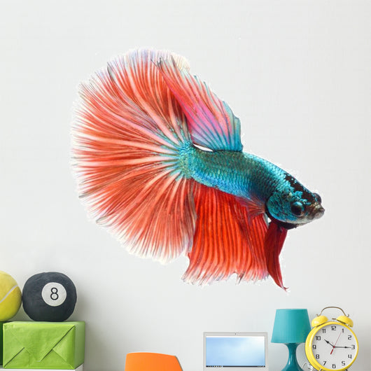 Halfmoon Betta Fish Wall Decal