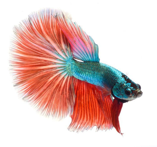 Halfmoon Betta Fish Wall Decal
