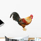 Colorful Beautiful Male Rooster Wall Decal