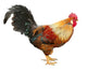 Colorful Beautiful Male Rooster Wall Decal