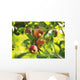 Detail Of Apple Tree Wall Mural