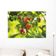 Detail Of Apple Tree Wall Mural
