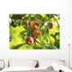 Detail Of Apple Tree Wall Mural