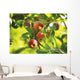 Detail Of Apple Tree Wall Mural
