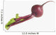 Full Length Studio Shot Of Beet Wall Mural