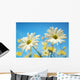 Close-Up Of Daisies Against A Blue Background Wall Mural