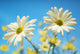 Close-Up Of Daisies Against A Blue Background Wall Mural