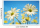 Close-Up Of Daisies Against A Blue Background Wall Mural