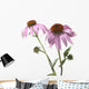 Close-Up Of Echinacea Flower Wall Mural