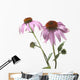 Close-Up Of Echinacea Flower Wall Mural