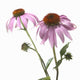 Close-Up Of Echinacea Flower Wall Mural