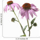 Close-Up Of Echinacea Flower Wall Mural