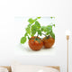 Fresh Wet Red Tomatoes On White Background Wall Mural
