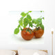 Fresh Wet Red Tomatoes On White Background Wall Mural