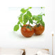 Fresh Wet Red Tomatoes On White Background Wall Mural