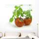 Fresh Wet Red Tomatoes On White Background Wall Mural