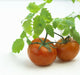 Fresh Wet Red Tomatoes On White Background Wall Mural