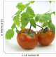 Fresh Wet Red Tomatoes On White Background Wall Mural