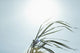 Close-Up Of Long Blades Of Grass Blowing In Wind Wall Mural