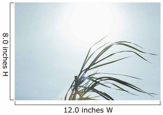 Close-Up Of Long Blades Of Grass Blowing In Wind Wall Mural