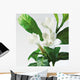 Close-Up Of Jasmine Plant In Bloom Wall Mural