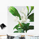 Close-Up Of Jasmine Plant In Bloom Wall Mural