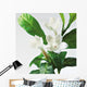 Close-Up Of Jasmine Plant In Bloom Wall Mural