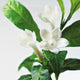 Close-Up Of Jasmine Plant In Bloom Wall Mural