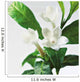 Close-Up Of Jasmine Plant In Bloom Wall Mural