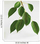 Close-Up Of Branch And Leaves Of Pear Tree Wall Mural