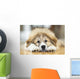 Great Pyrenees Puppy Lying Down Wall Mural
