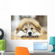 Great Pyrenees Puppy Lying Down Wall Mural