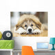 Great Pyrenees Puppy Lying Down Wall Mural