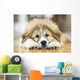 Great Pyrenees Puppy Lying Down Wall Mural