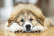 Great Pyrenees Puppy Lying Down Wall Mural