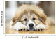 Great Pyrenees Puppy Lying Down Wall Mural