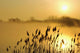 Canada Geese In Flight At Sunrise Wall Mural