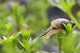 Close-Up Of Snail Wall Mural