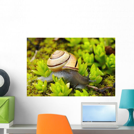 Snail On Moss Wall Mural