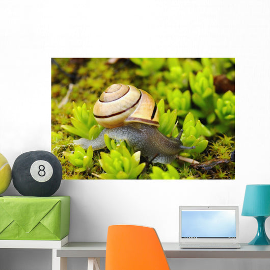 Snail On Moss Wall Mural