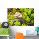 Snail On Moss Wall Mural