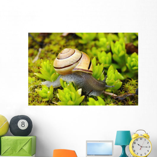 Snail On Moss Wall Mural