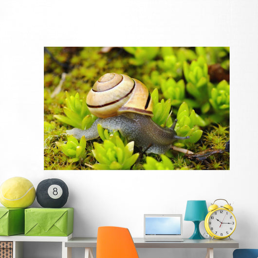 Snail On Moss Wall Mural