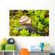Snail On Moss Wall Mural