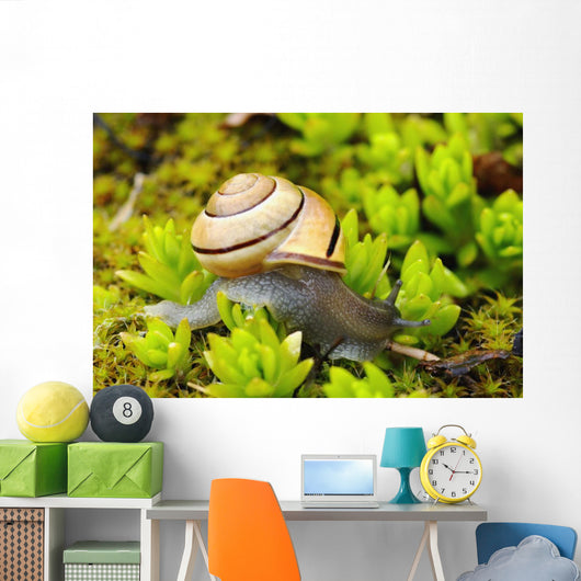 Snail On Moss Wall Mural