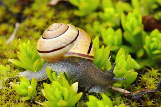 Snail On Moss Wall Mural