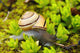 Snail On Moss Wall Mural
