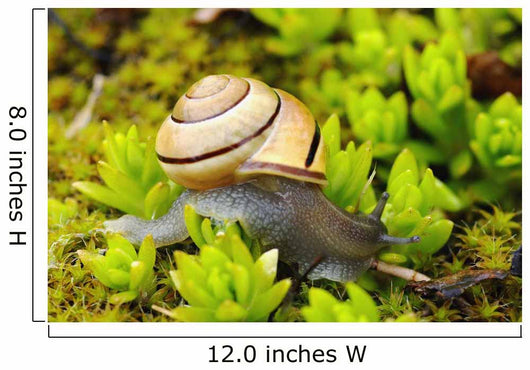 Snail On Moss Wall Mural